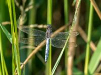 Kleiner Blaupfeil Libelle Männchen
